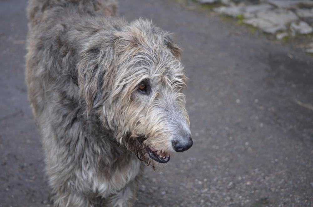 تازی ایرلندی (Irish wolfhound)